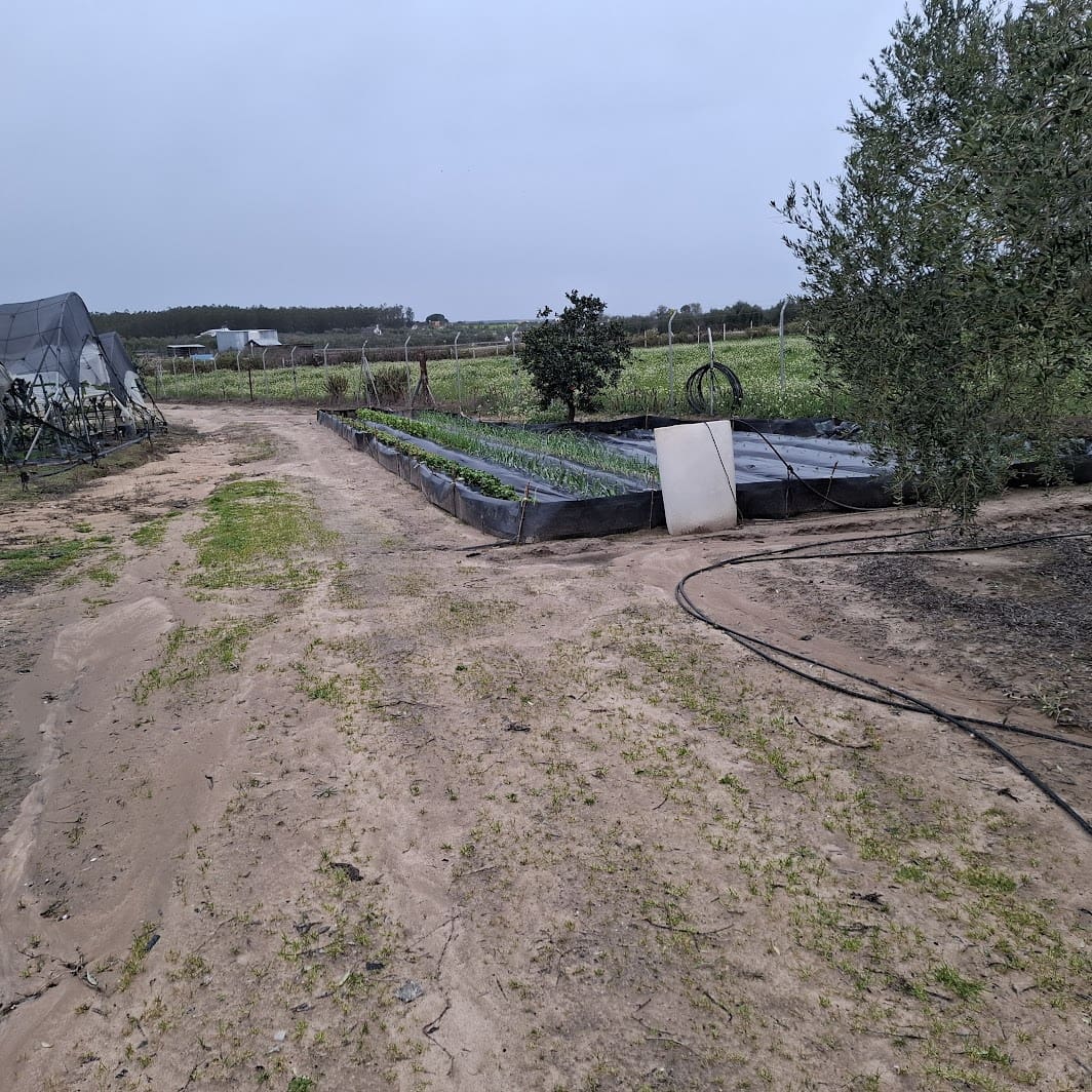 2 sypialnia Finka/Dom wiejski na sprzedaż w Almonte z basenem garażem - 140 000 € (Ref: 9604544)