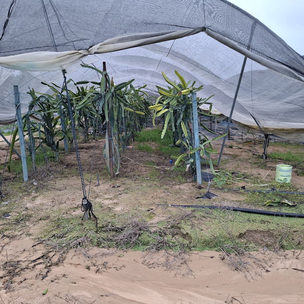 2 sypialnia Finka/Dom wiejski na sprzedaż w Almonte z basenem garażem - 140 000 € (Ref: 9604544)