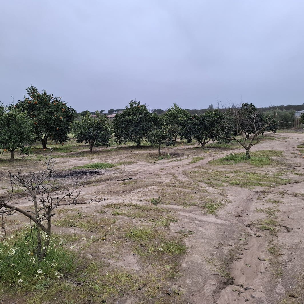 2 sypialnia Finka/Dom wiejski na sprzedaż w Almonte z basenem garażem - 140 000 € (Ref: 9604544)