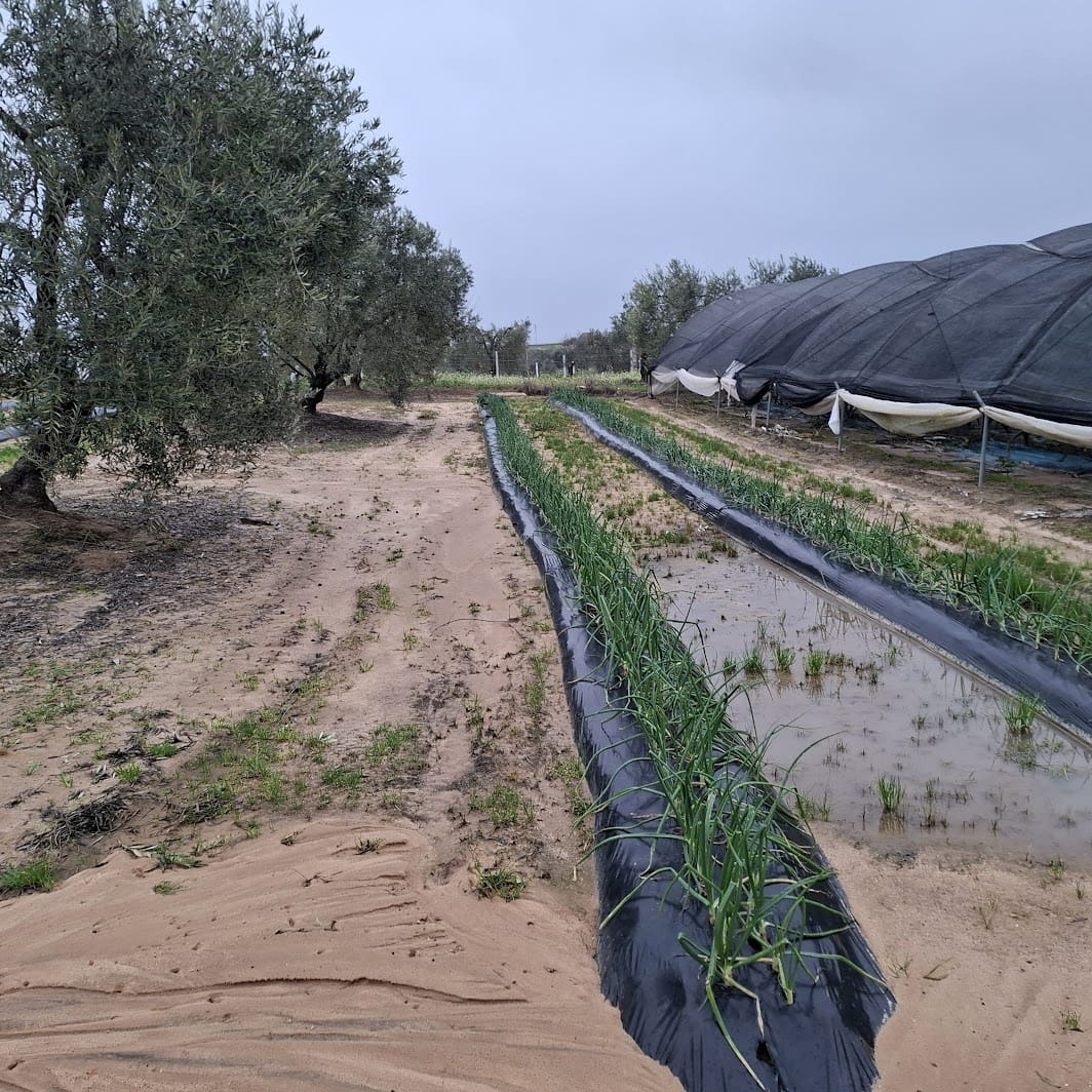 2 sypialnia Finka/Dom wiejski na sprzedaż w Almonte z basenem garażem - 140 000 € (Ref: 9604544)