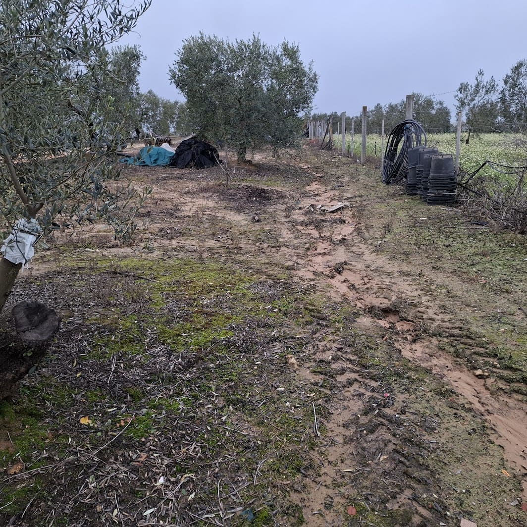 2 sypialnia Finka/Dom wiejski na sprzedaż w Almonte z basenem garażem - 140 000 € (Ref: 9604544)