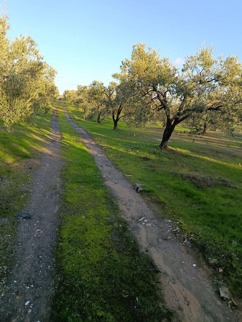Quinta/Casa Rural para venda em La Palma del Condado com piscina garagem - 145 000 € (Ref: 9637299)