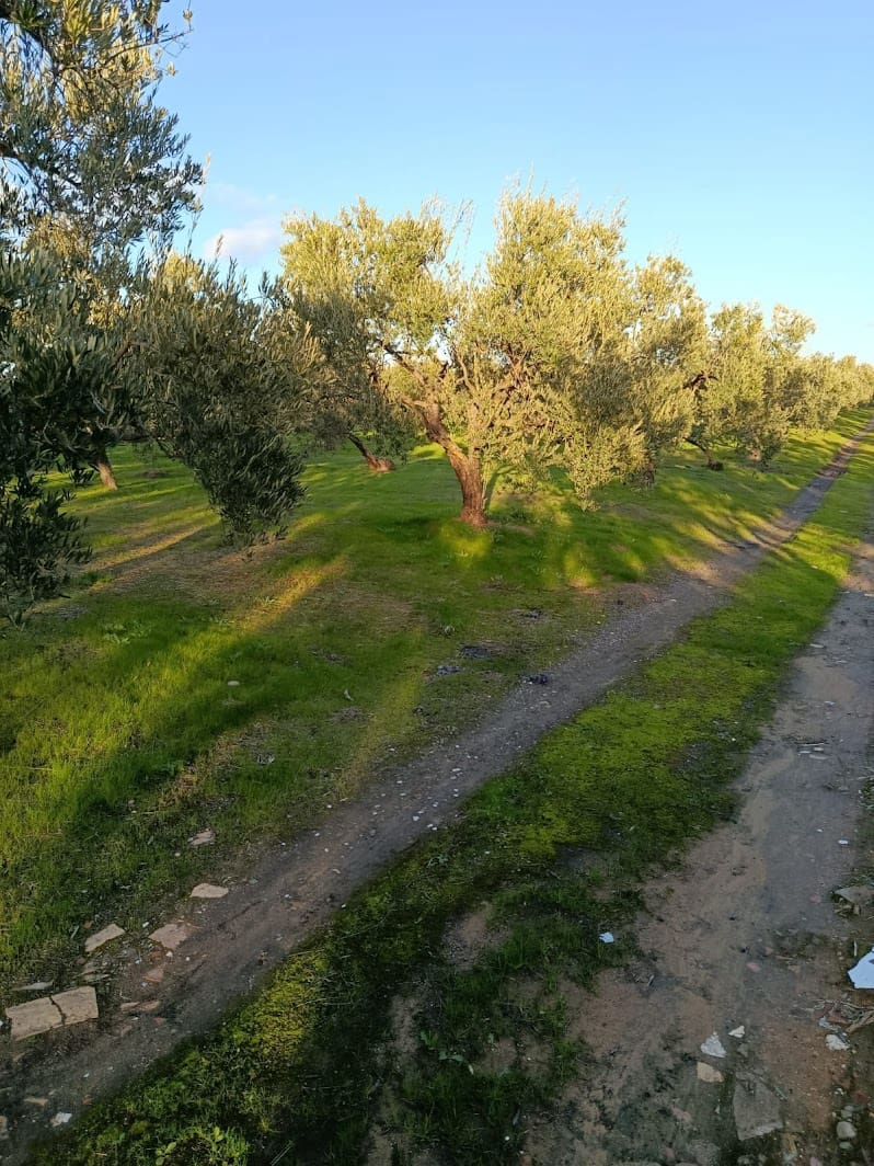 Quinta/Casa Rural para venda em La Palma del Condado com piscina garagem - 145 000 € (Ref: 9637299)