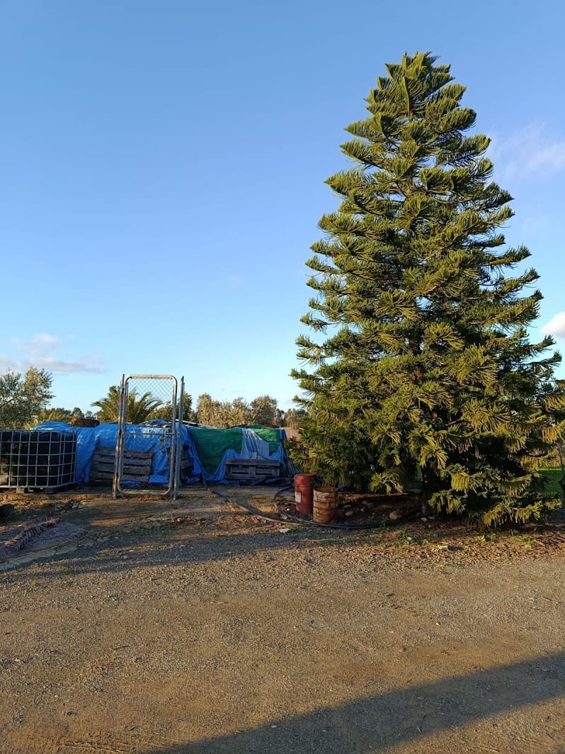 Quinta/Casa Rural para venda em La Palma del Condado com piscina garagem - 145 000 € (Ref: 9637299)