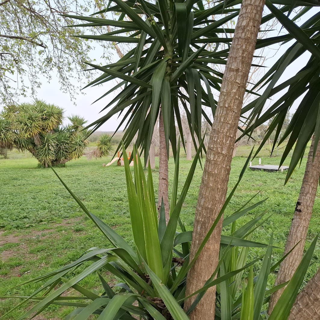 2 bedroom Finca/Country House for sale in Almonte with garage - € 95,000 (Ref: 9695246)