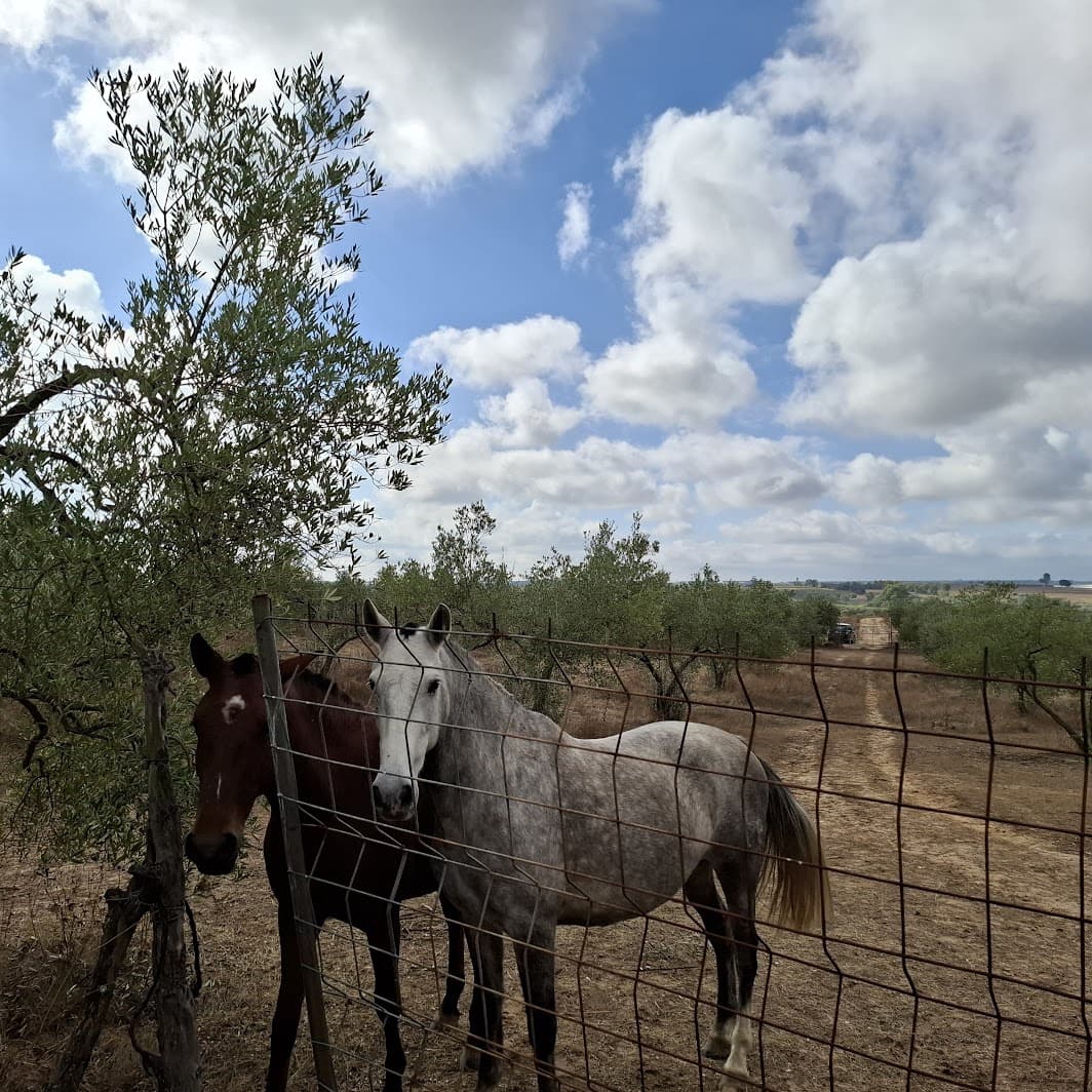 Finca/Country House for sale in Almonte with garage - € 41,000 (Ref: 9729308)