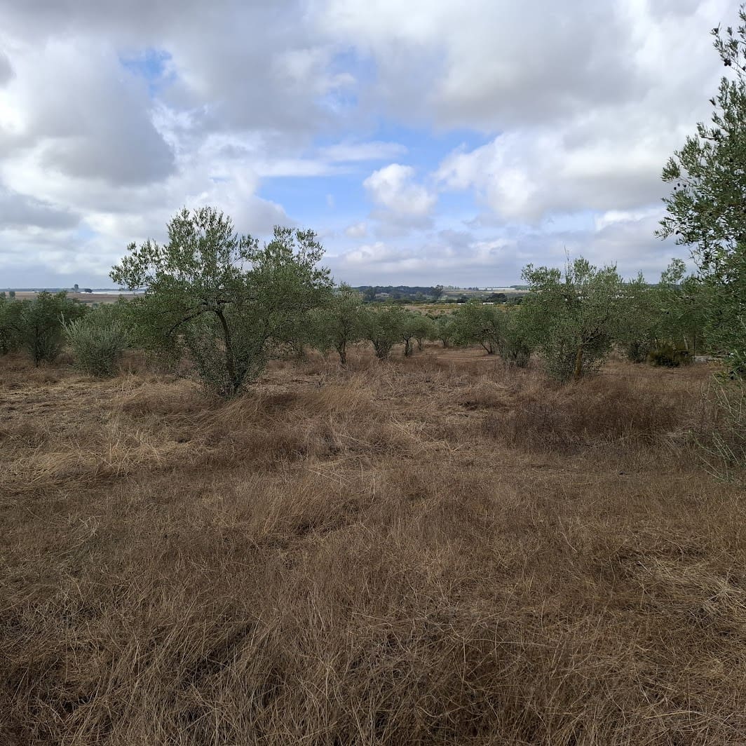 Finca/Country House for sale in Almonte with garage - € 41,000 (Ref: 9729308)