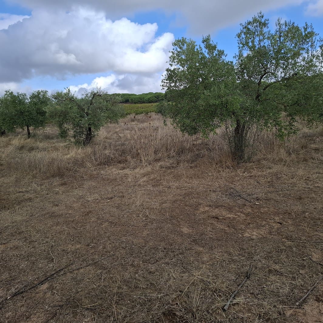 Finca/Country House for sale in Almonte with garage - € 41,000 (Ref: 9729308)