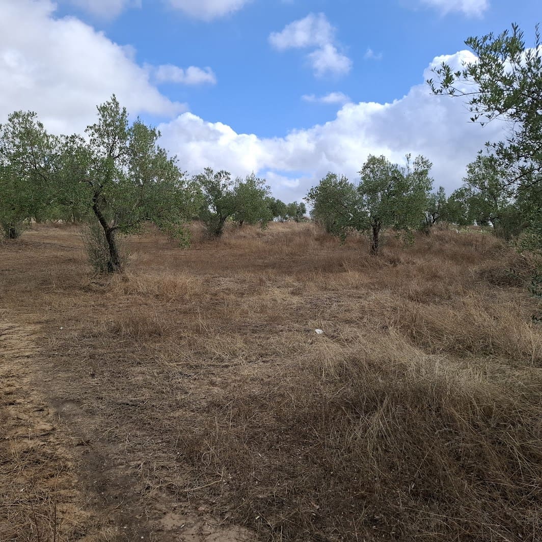 Finca/Country House for sale in Almonte with garage - € 41,000 (Ref: 9729308)