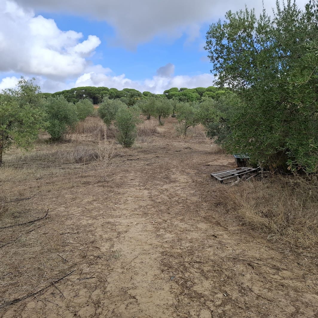 Finca/Country House for sale in Almonte with garage - € 41,000 (Ref: 9729308)