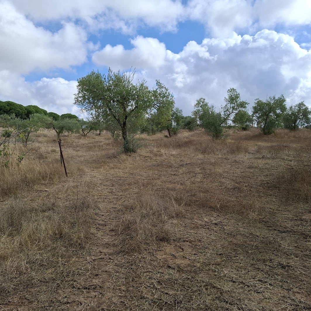 Finca/Country House for sale in Almonte with garage - € 41,000 (Ref: 9729308)