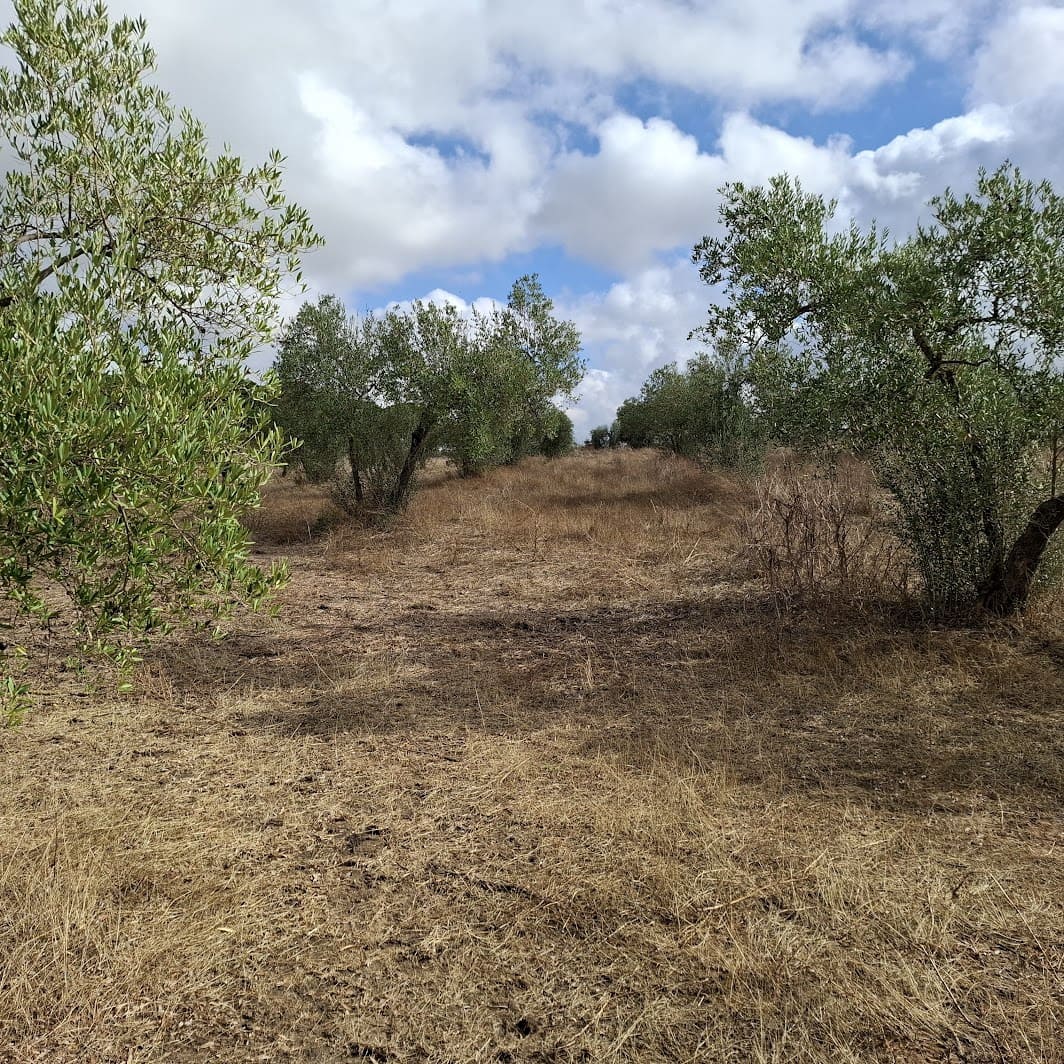 Finca/Country House for sale in Almonte with garage - € 41,000 (Ref: 9729308)