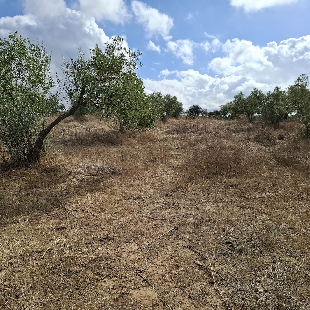 Finca/Country House for sale in Almonte with garage - € 41,000 (Ref: 9729308)