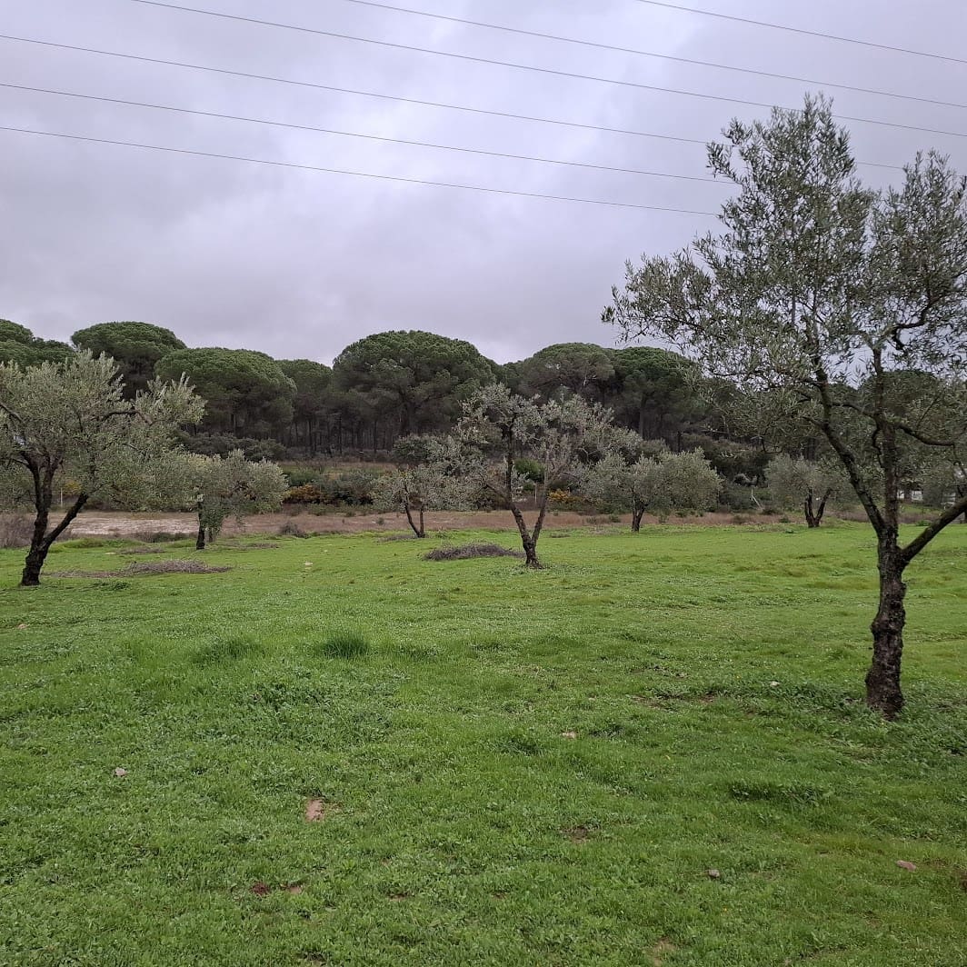 2 quarto Quinta/Casa Rural para venda em Almonte com garagem - 65 000 € (Ref: 9763520)