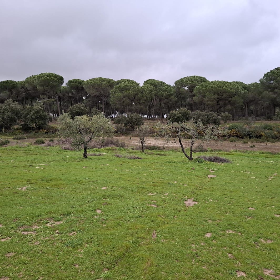 2 quarto Quinta/Casa Rural para venda em Almonte com garagem - 65 000 € (Ref: 9763520)