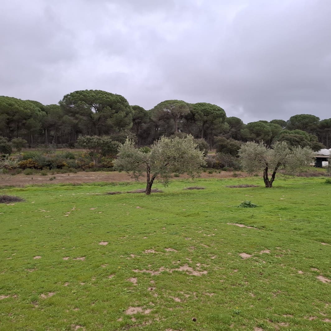 2 quarto Quinta/Casa Rural para venda em Almonte com garagem - 65 000 € (Ref: 9763520)