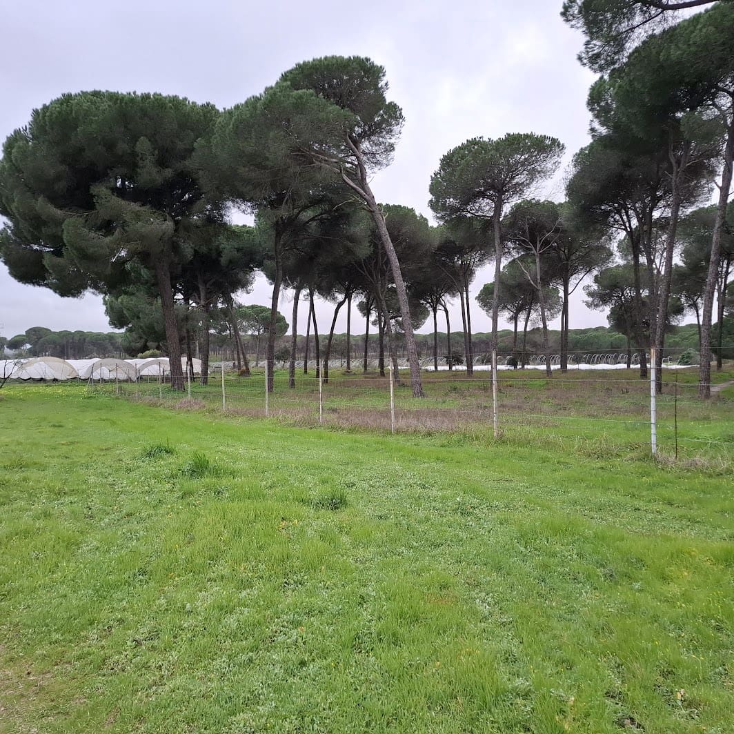 2 quarto Quinta/Casa Rural para venda em Almonte com garagem - 65 000 € (Ref: 9763520)