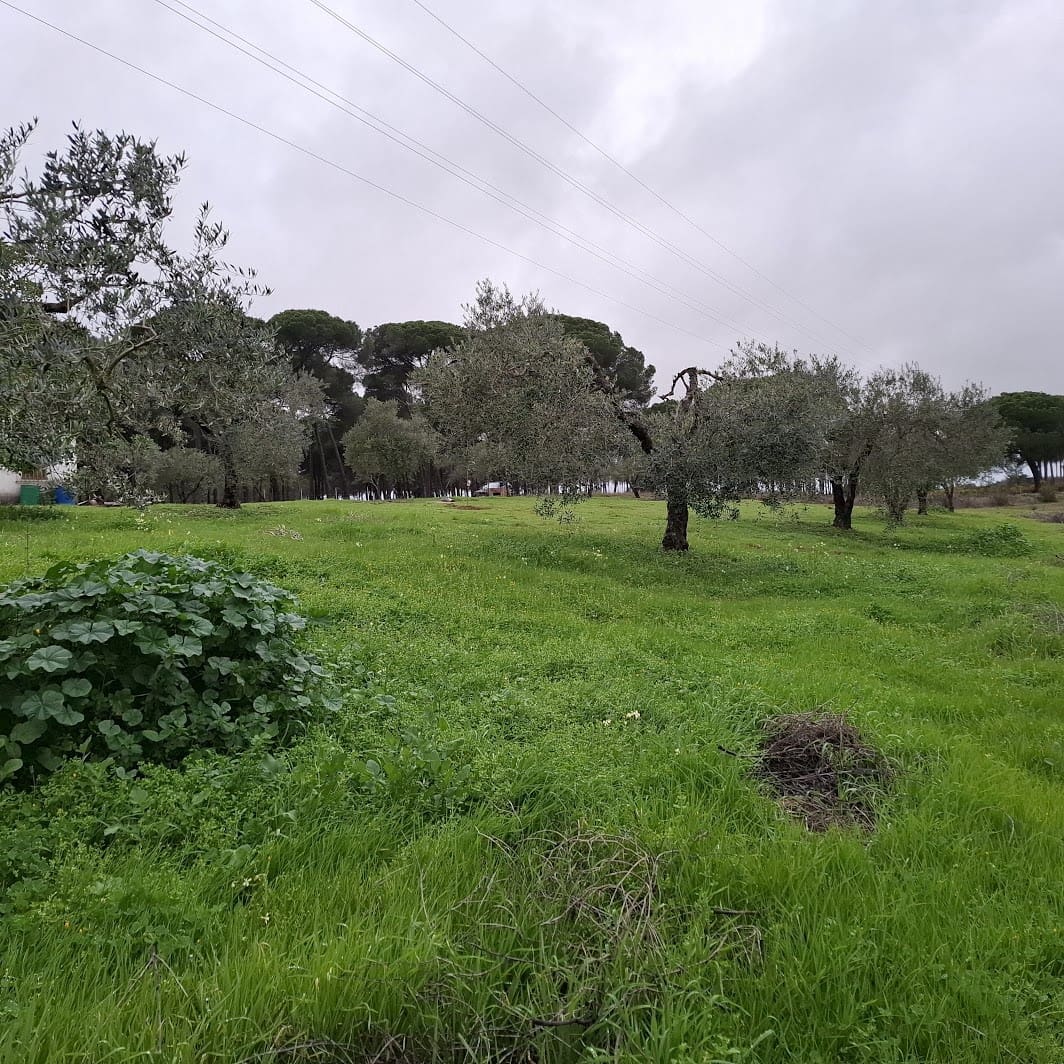 2 quarto Quinta/Casa Rural para venda em Almonte com garagem - 65 000 € (Ref: 9763520)