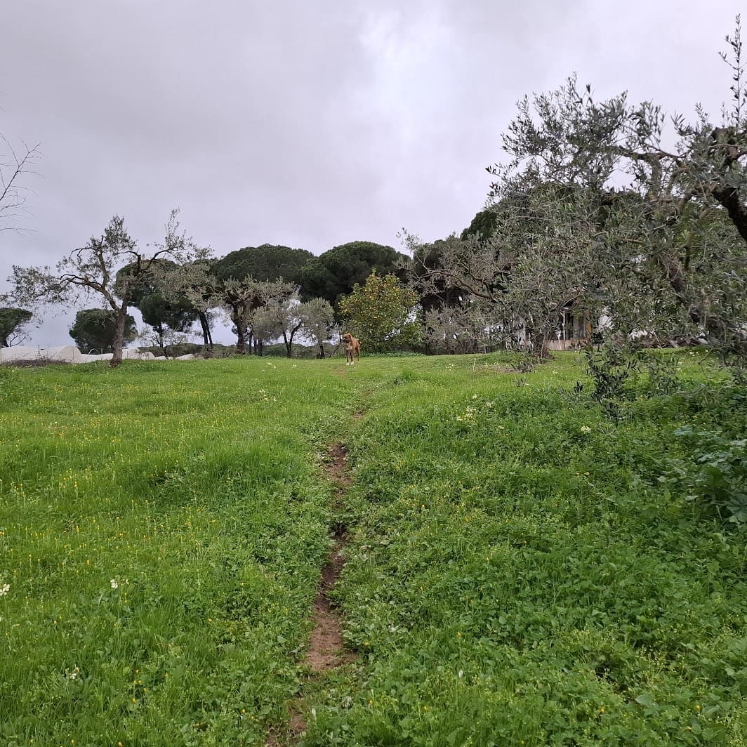 2 quarto Quinta/Casa Rural para venda em Almonte com garagem - 65 000 € (Ref: 9763520)