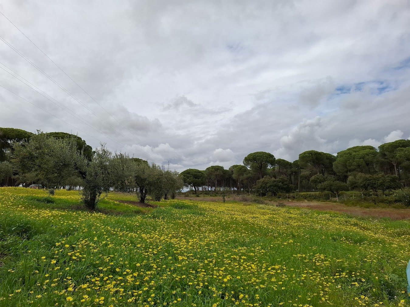 2 quarto Quinta/Casa Rural para venda em Almonte com garagem - 65 000 € (Ref: 9763520)