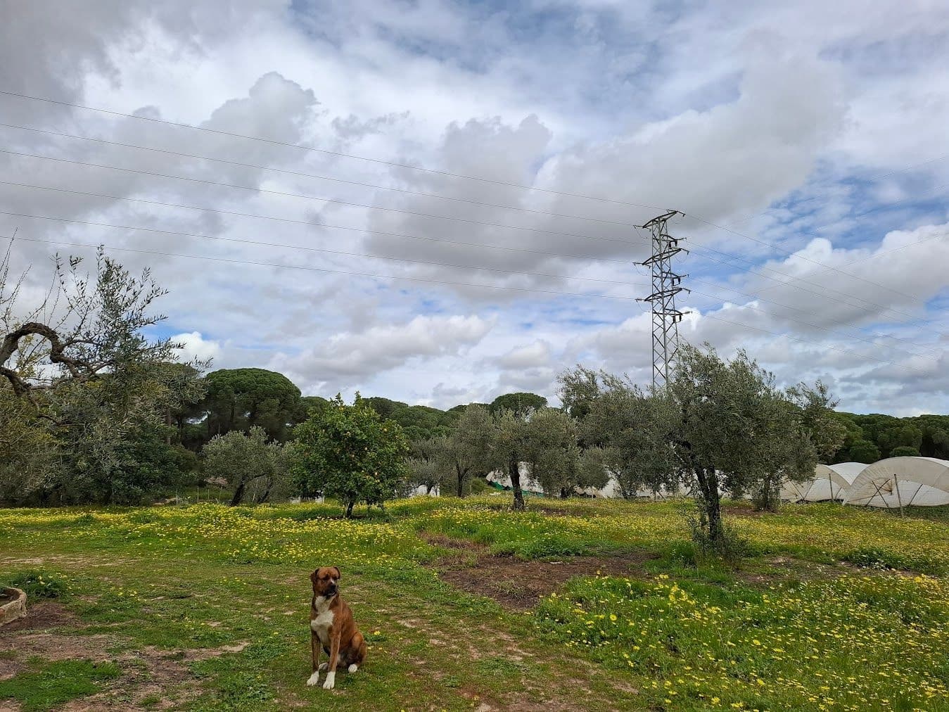 2 quarto Quinta/Casa Rural para venda em Almonte com garagem - 65 000 € (Ref: 9763520)