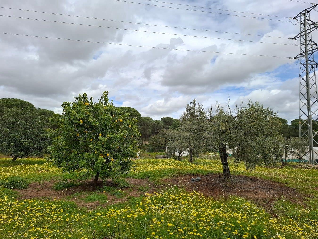 2 quarto Quinta/Casa Rural para venda em Almonte com garagem - 65 000 € (Ref: 9763520)