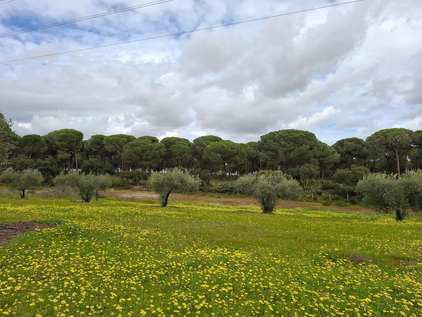 2 quarto Quinta/Casa Rural para venda em Almonte com garagem - 65 000 € (Ref: 9763520)