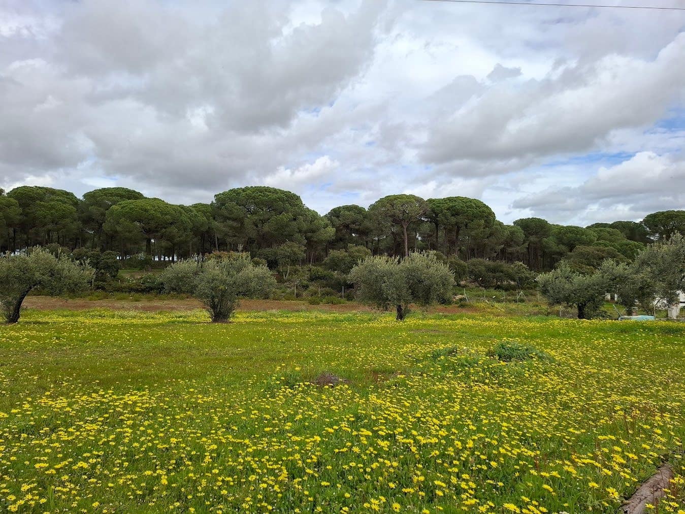 2 quarto Quinta/Casa Rural para venda em Almonte com garagem - 65 000 € (Ref: 9763520)