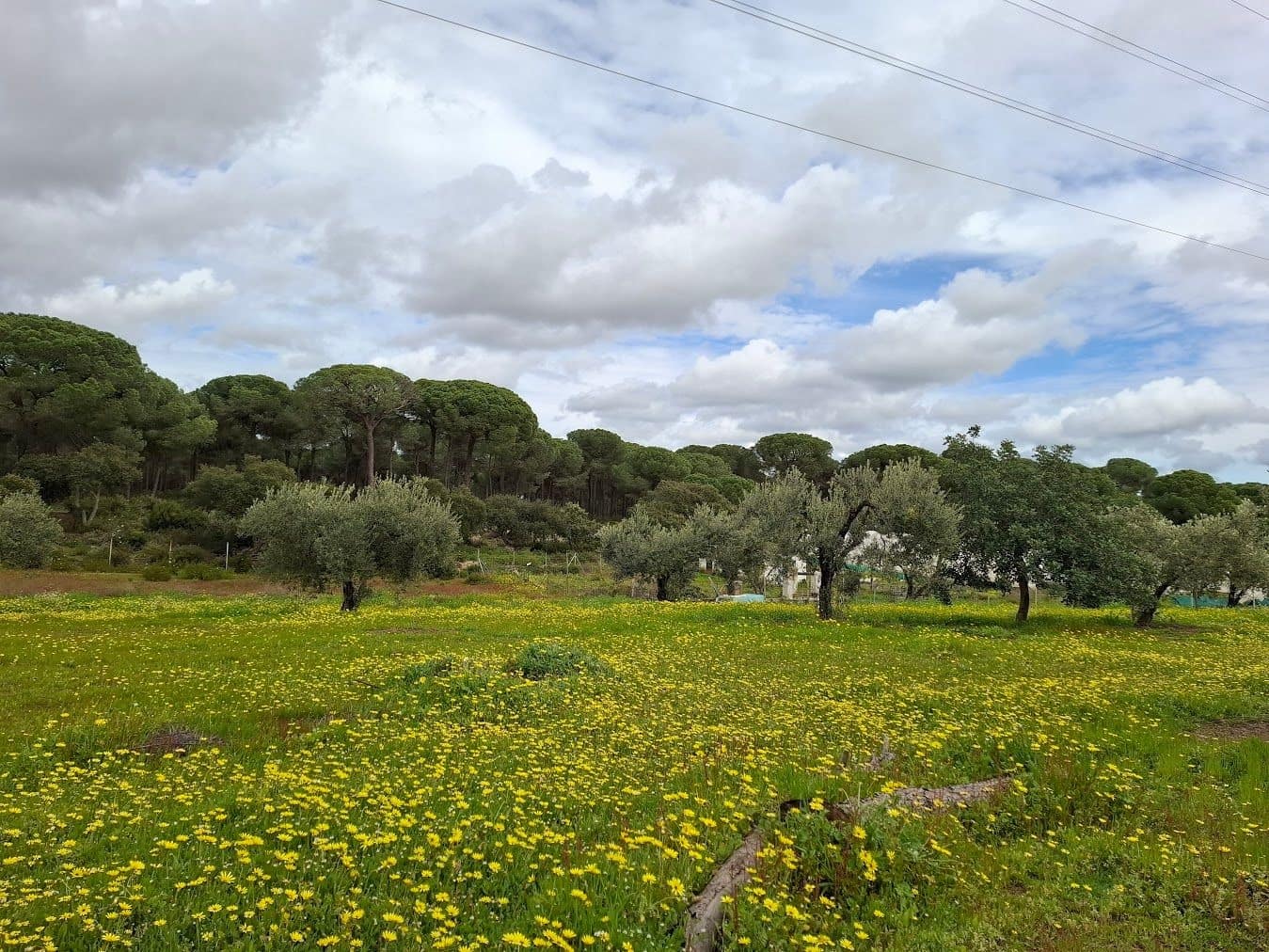 2 quarto Quinta/Casa Rural para venda em Almonte com garagem - 65 000 € (Ref: 9763520)