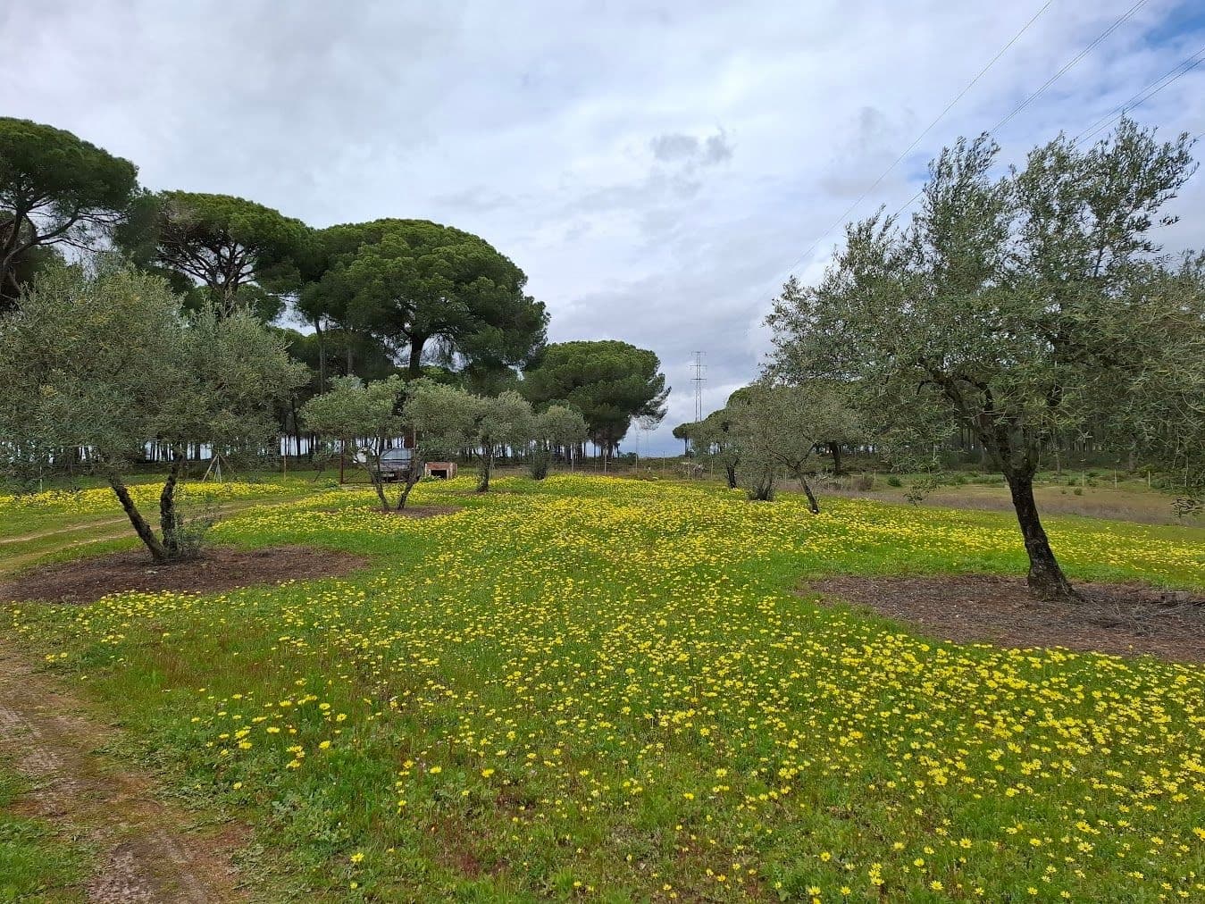 2 quarto Quinta/Casa Rural para venda em Almonte com garagem - 65 000 € (Ref: 9763520)