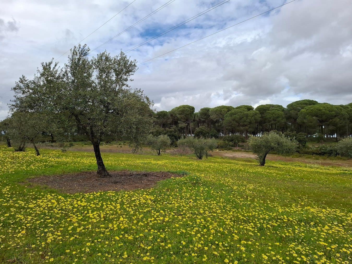 2 quarto Quinta/Casa Rural para venda em Almonte com garagem - 65 000 € (Ref: 9763520)