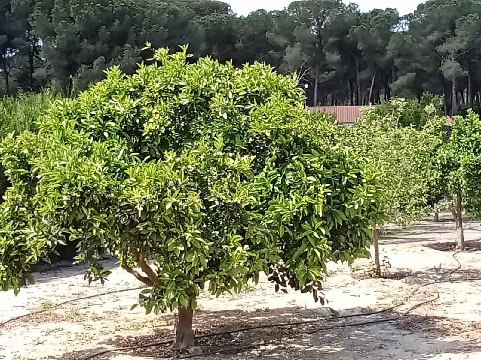 4 sovrum Finca/Hus på landet till salu i Almonte med pool garage - 92 000 € (Ref: 9772643)