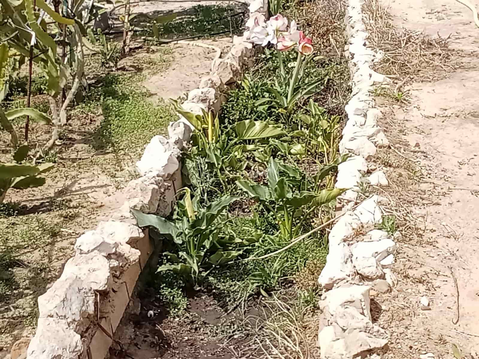 4 sovrum Finca/Hus på landet till salu i Almonte med pool garage - 92 000 € (Ref: 9772643)