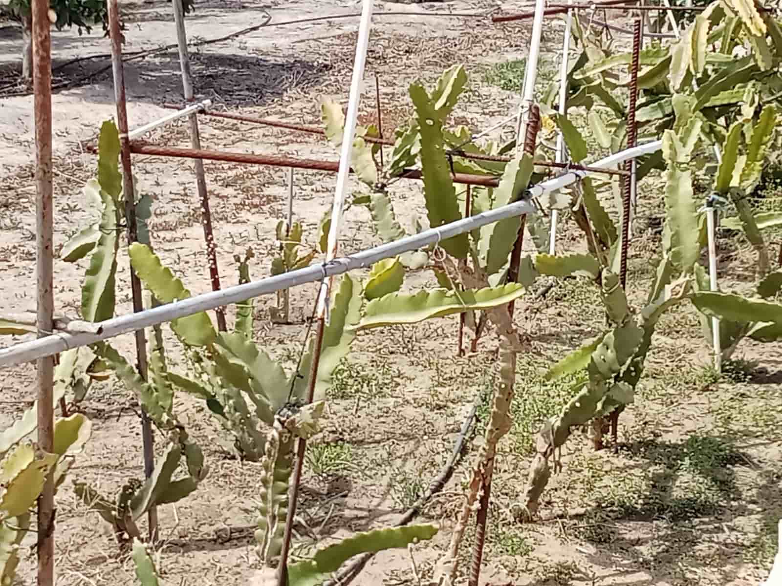 4 sovrum Finca/Hus på landet till salu i Almonte med pool garage - 92 000 € (Ref: 9772643)