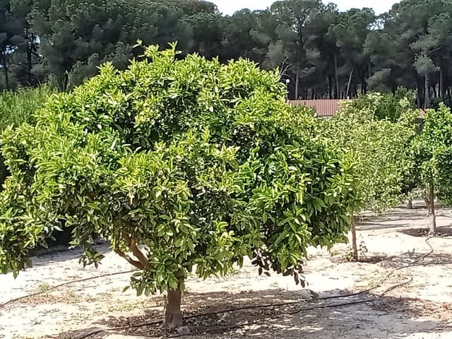 4 sovrum Finca/Hus på landet till salu i Almonte med pool garage - 92 000 € (Ref: 9772643)