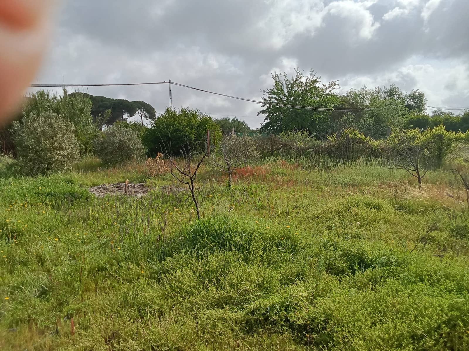 2 sovrum Finca/Hus på landet till salu i Almonte med garage - 65 000 € (Ref: 9826706)