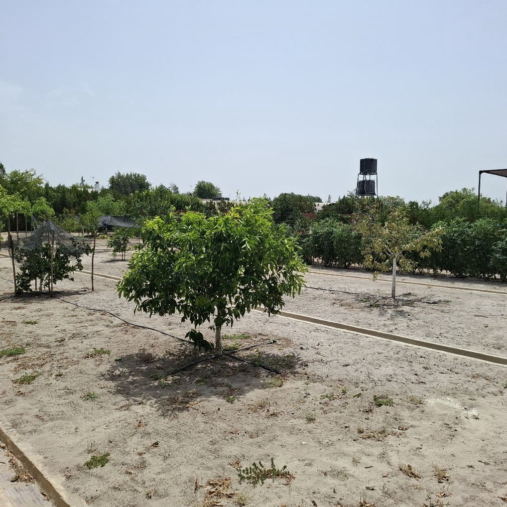 2 bedroom Finca/Country House for sale in Almonte with pool garage - € 120,000 (Ref: 9973265)