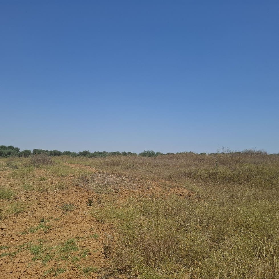 Terreno/Finca Rústica en Almonte en venta - 34.000 € (Ref: 9994185)