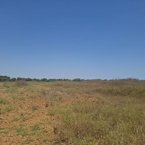 Terreno/Finca Rústica en Almonte en venta - 34.000 € (Ref: 9994185)