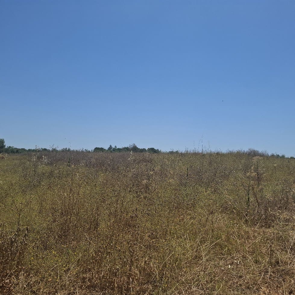 Terreno/Finca Rústica en Almonte en venta - 34.000 € (Ref: 9994185)