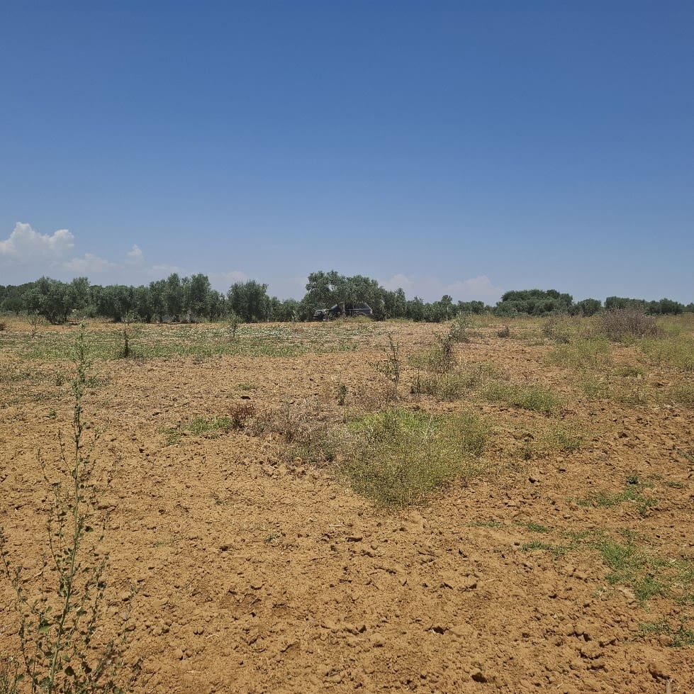 Terreno/Finca Rústica en Almonte en venta - 34.000 € (Ref: 9994185)