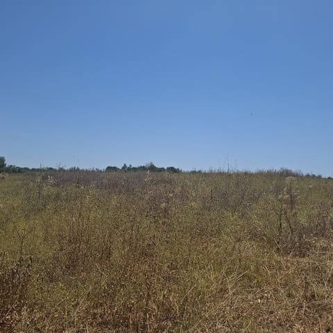 Terreno/Finca Rústica en Almonte en venta - 34.000 € (Ref: 9994185)