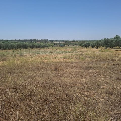 Terreno/Finca Rústica en Almonte en venta - 34.000 € (Ref: 9994185)
