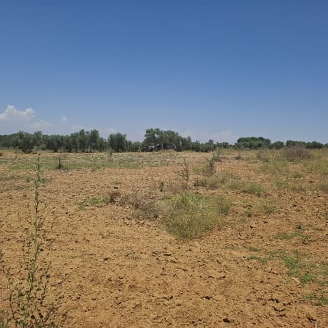 Terreno/Finca Rústica en Almonte en venta - 34.000 € (Ref: 9994185)