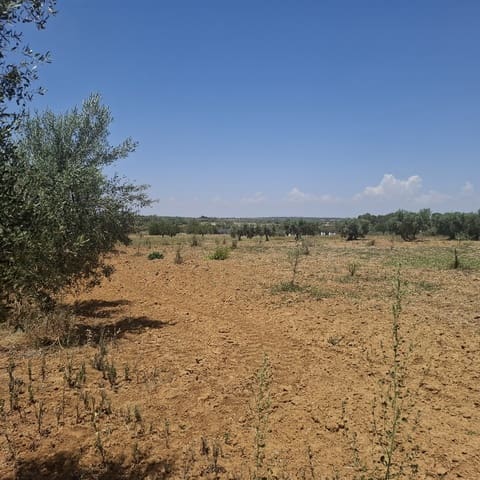 Terreno/Finca Rústica en Almonte en venta - 34.000 € (Ref: 9994185)