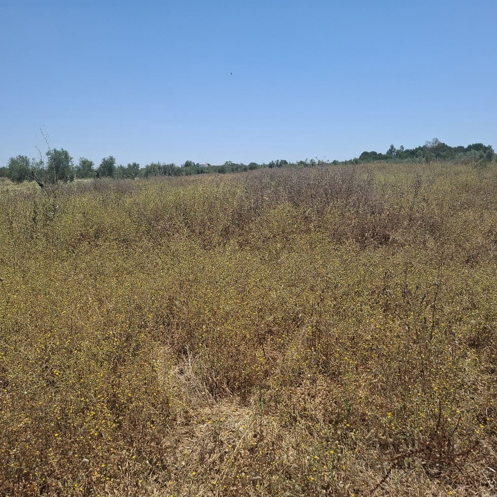 Terreno/Finca Rústica en Almonte en venta - 34.000 € (Ref: 9994185)
