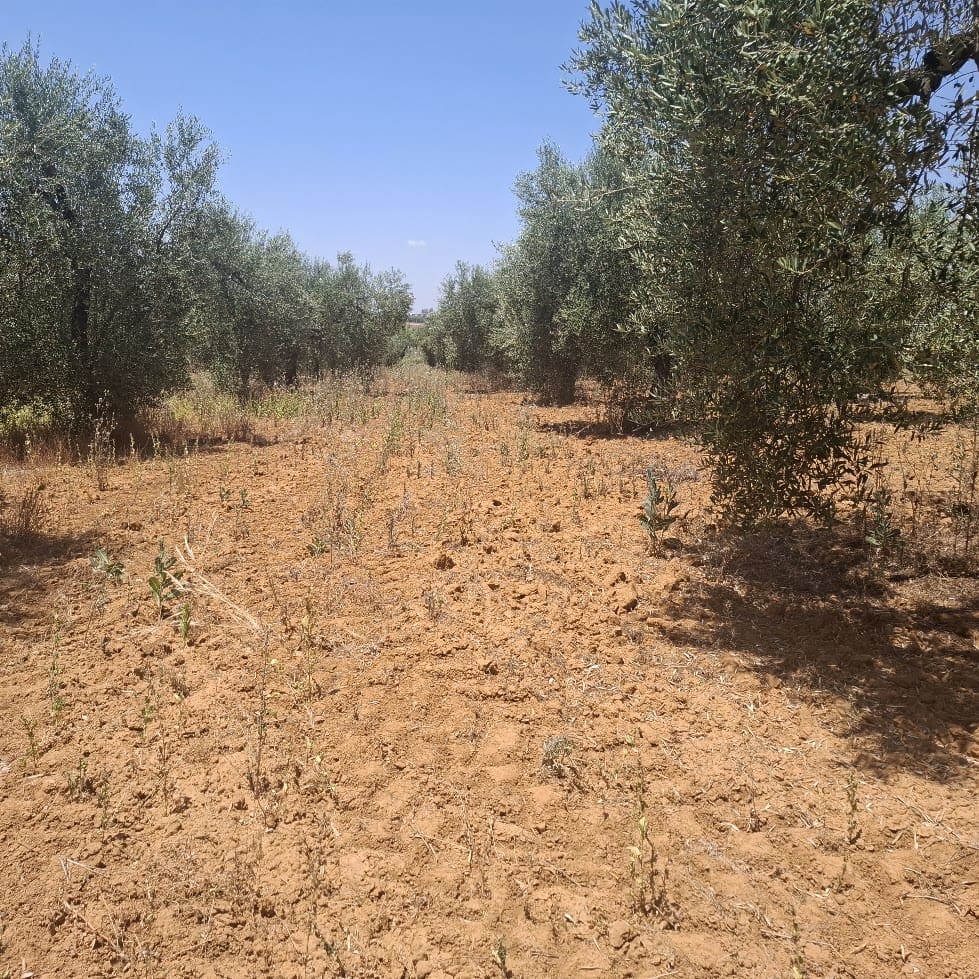 Terreno/Finca Rústica en Almonte en venta - 34.000 € (Ref: 9994185)