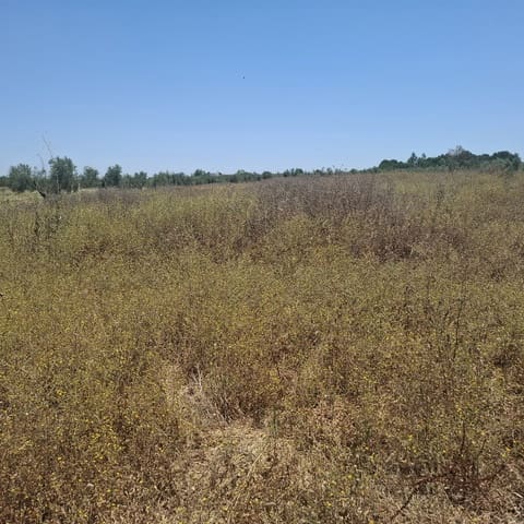 Terreno/Finca Rústica en Almonte en venta - 34.000 € (Ref: 9994185)