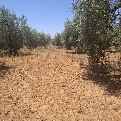 Terreno/Finca Rústica en Almonte en venta - 34.000 € (Ref: 9994185)