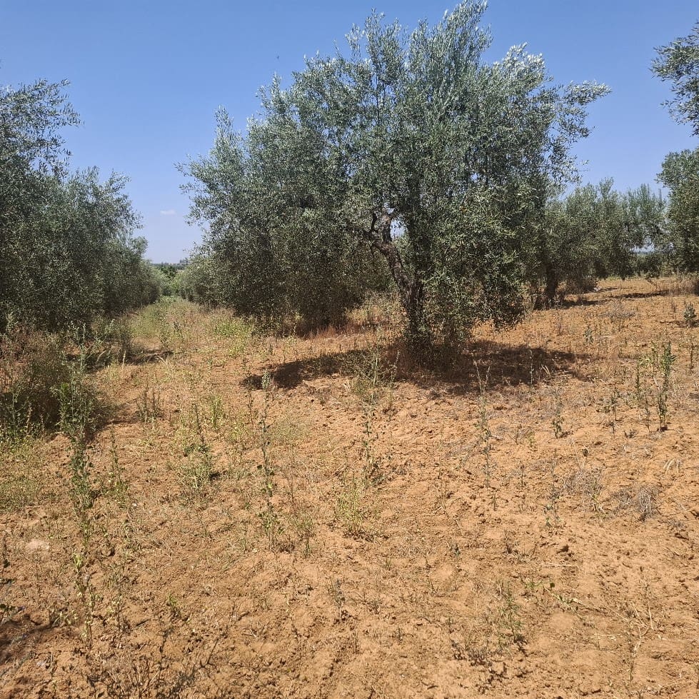 Terreno/Finca Rústica en Almonte en venta - 34.000 € (Ref: 9994185)